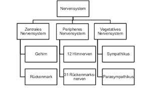 Das periphere nervensystem besteht aus dem somatischen autonomen nervensystem. 3 4 Lernkarten Nervensystem Flashcards Quizlet