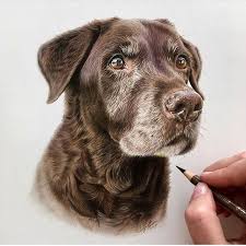 Danielleportraits Chocolate Labrador Colored Pencil Drawing Color Pencil Art Color Pencil Drawing Dog Drawing
