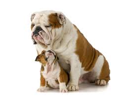 If you are looking for the perfect bulldog puppy that has tons of substance, these. The English Bulldog Cost Guide With Calculator Petbudget Pet Costs Saving Tips