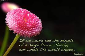 In fact, buddhism is one of the most peaceful religious traditions in the world. Quote Buddha Flower Miracle Wishurhere