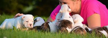 When can puppies go outside in the garden. When Can Puppies Go Outside Hill S Pet