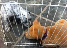 You can meet the local lucky dogs and lucky cats by tuning into our virtual adoption events or attending one of our in person adoption events.if you are interested in meeting a particular animal, please submit an application. Puppies Invade Georgetown At Adoption Event Photos Wtop