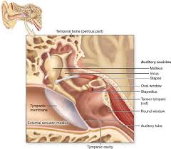 Middle Ear The Middle Ear Contains The Auditory Ossicles And Associated Structures Within The Tympanic Cavity Of The Temporal Ear Anatomy Cavities Middle Ear