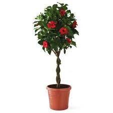 Island Blooms 10 Inch Hibiscus Braid Cork Walmart Com Hibiscus Tree Hibiscus Flower Garden Plants