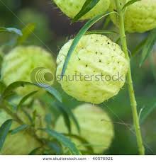 Asclepias Fruticosa Fruits Jpg Asclepias Fruticosa Gomphocarpus Fruticosus Swan Plant African Milkweed Halloween Garden Plants Asclepias