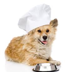 Chef cook dog in kitchen stock photo. Image of cute