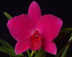 Image result for Solenangis conica