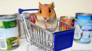 Google show me a picture of a hamster. Coronavirus Scare When Will Hamsterkauf Become An English Word Business Economy And Finance News From A German Perspective Dw 05 03 2020