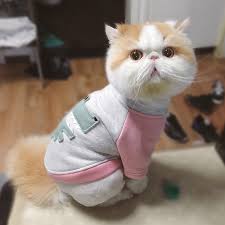 Kedi Giysileri Pamuk Pet Kedi Giyim Icin Kucuk Kediler Kostum Yavru Kiyafet Kis Noel Kediler Giyim Mascotas Evcil Kopek Giysileri Kedi Giyim Aliexpress