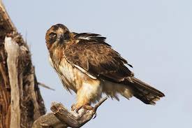 Gratis untuk komersial tidak perlu kredit bebas hak cipta. Ciri Khas Burung Elang Kecil Little Eagle Aquila Morphnoides