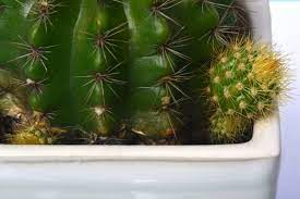 I crossed a yellow tri barrel with a blue prickley pear cactus and got a green poppies seed and a green bullrushes seed. What To Do With Barrel Cactus Pups Tips For Propagating A Barrel Cactus