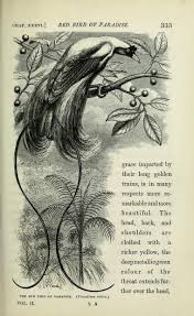 V 2 The Malay Archipelago Biodiversity Heritage Library Scientific Illustration Nature Inspiration Scientific Drawing