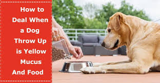 How To Deal When A Dog Throw Up Is Yellow Mucus And Food Petxu Dog Throwing Up Yellow Mucus Mucus