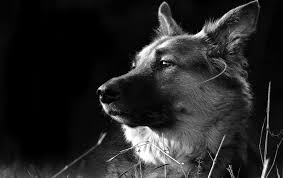 Our beautiful little german shepherd sable girl, kimber dear total german shepherd, we would love to get in on your gsd of the month contest! Black German Shepherd Wallpapers Wallpaper Cave