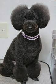 Black And White Standard Poodle Teddy Bear Cut Japanese Poodle Trim Pudel Hunde Asian