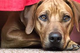 He is capable of great endurance with a fair amount of speed. Hundeportrait Rhodesian Ridgeback Der Lowenbandiger Urban Dog