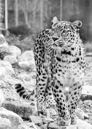 النمر الفارسي فهد صورة كاملة الطول اسود و ابيض تسجيل أسود أبيض صورة قريب رأي وجه ورق الحائط أنيق Pikist