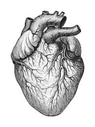 Find the perfect vintage anatomy stock illustrations from getty images. Human Heart Vintage Illustrations From Die Frau Als Hausarztin 1911 Art Print Hein Nouwens Art Com In 2021 Heart Anatomy Drawing Human Heart Drawing Heart Illustration
