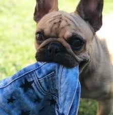 French bulldog puppies southern illinois. 4 Best French Bulldog Breeders In The United States 2021 We Love Doodles