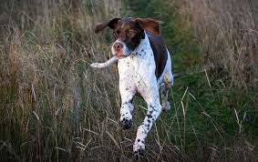 We place them with responsible, loving families where they are cared for until we find them their forever home. German Shorthaired Pointer Vs English Pointer Dog Breed Atlas
