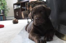 Look at pictures of labrador retriever puppies in maine who need a home. Royal Flush Labs Home Facebook