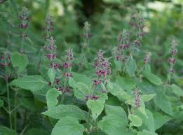 Image result for Stachys