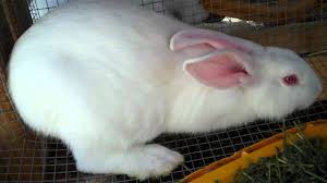 New zealand rabbit your body is large in size and is that the rabbits of this breed grow very quickly. Complete Guide On Breeding A New Zealand White Rabbit