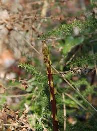 Image result for Asparagus flavicaulis