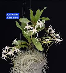 Image result for Cyrtorchis neglecta