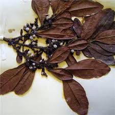 Image result for Myricaceae