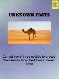 How many sets of eyelids do feral camels have? Infinite Knowledge Home Facebook