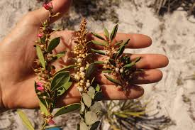 Image result for Rhynchosia ferruginea