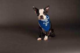 Contact los angeles boston terrier breeders near you using our free boston terrier breeder search tool below! Marshall The Boston Terrier Wins The Pupularity Playoffs See The Puppies From Puppy Bowl 2021 Discovery