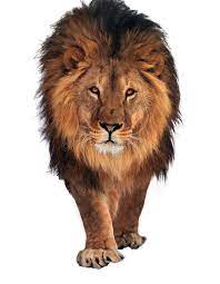 Lion Walking And Looking At Camera Isolated At White The Lion Walking And Looki Ad Walking Lion Camera White Lion Walking Lion Images Lions Photos