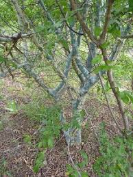 Image result for Commiphora angolensis