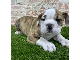 • call or write a letter to petland expressing your concern about. English Bulldog Puppies Petland Topeka