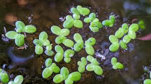 Image result for Lemna