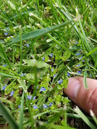 Annual, with shallow roots, so easily removed. Tiny Blue Flowers Growing In My Lawn Everywhere I Want To Nurture Them Whatsthisplant