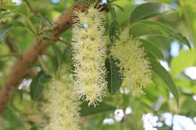 Image result for Phytolacca dioica