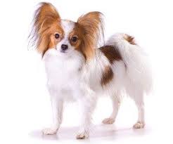 How To Brush A Papillon Coat Dog Grooming Tutorial Papillon Dog Papillon Puppy Dog Breeds