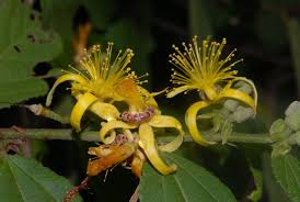 Image result for Grewia forbesii