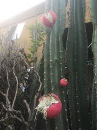 86%86% found this document useful, mark this document as useful. Unusual Cactus Fruit Mildlyinteresting