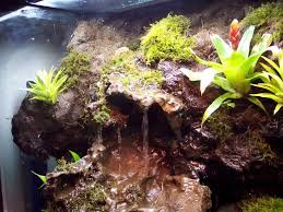 Information Frog Terrarium Reptile House Vivarium
