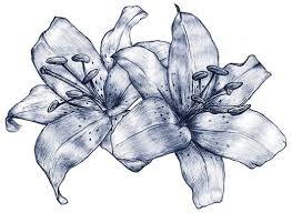 Lily Flowers Tattoo Drawing Jpg 603 440 Lilies Drawing Lilly Flower Drawing Flower Tattoo Drawings