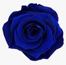 If you want to use this image on holiday posters, business flyers, birthday invitations, business coupons, greeting cards, vlog covers, youtube videos, facebook / instagram. Dark Blue Flower Png Png Download Blue Rose Transparent Png Kindpng