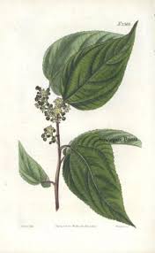 Image result for Hovenia