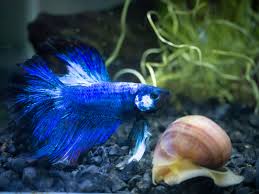 Of course, you want the tank. Betta Fish Tank Setup Part 1 Betta Fish Center