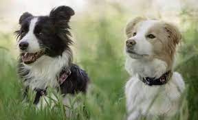 Pin On Border Collies