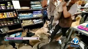 La Dog Boutique Employee Tosses Dog To The Ground Video Abc7 Los Angeles