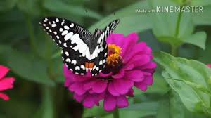 40+ gambar kupu kupu yang cantik dan langkah menggambarnya. Taman Bunga Dan Kupu Kupu Youtube
